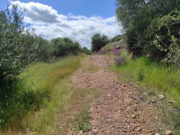 Flora del Cerro Masatrigo